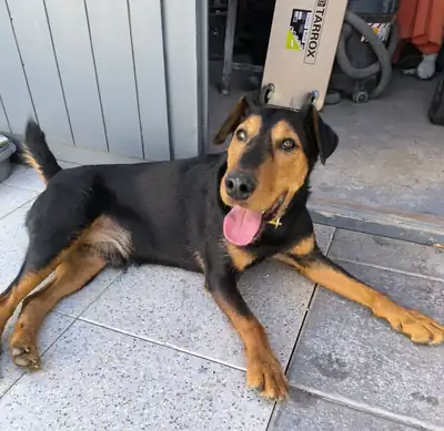 Rudi – Mischling – Bild 10