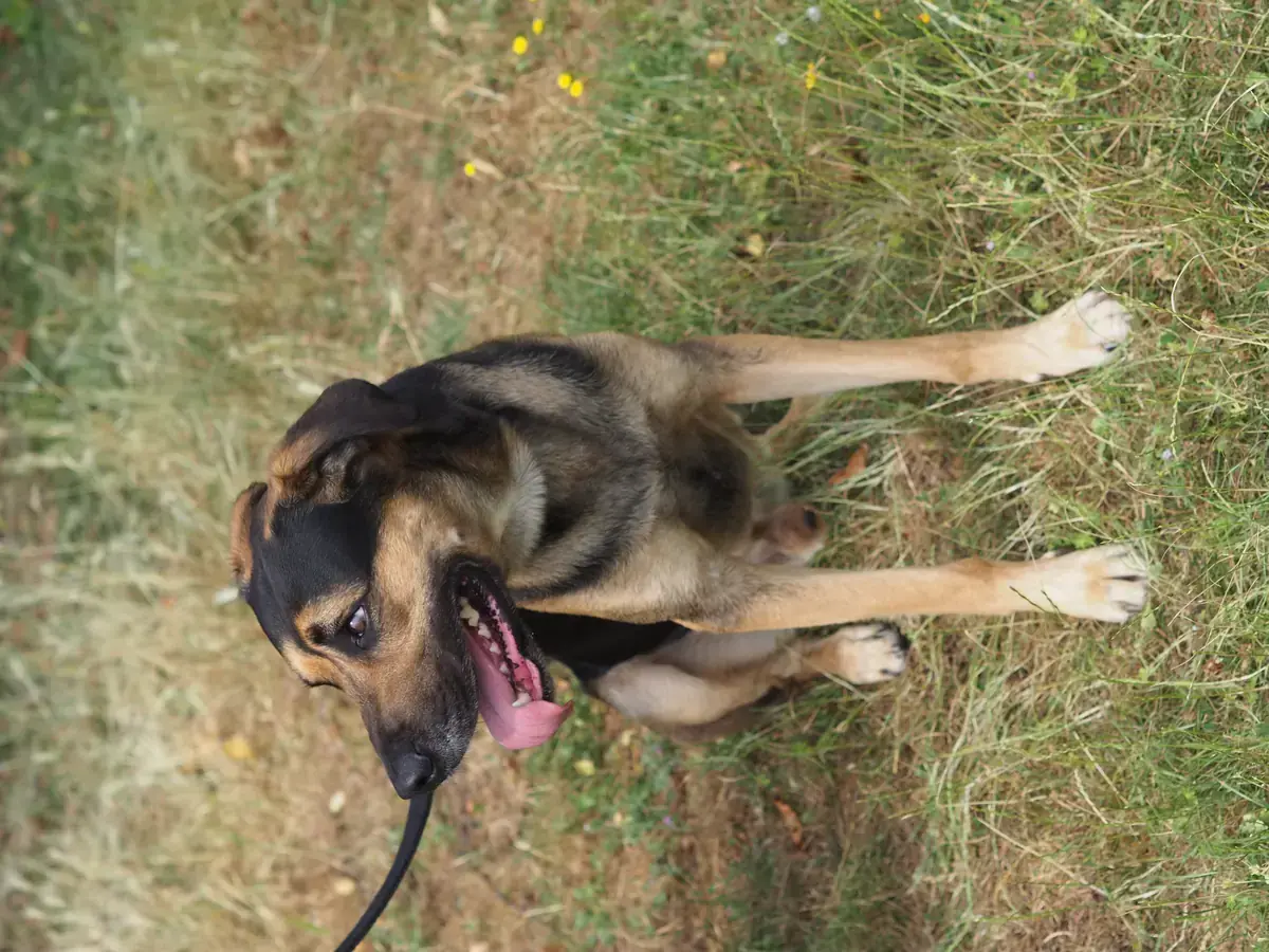 Freddy - Deutscher Schäferhund, Dobermann - Bild 6