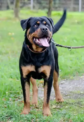 Tiger – Rottweiler – Bild 3