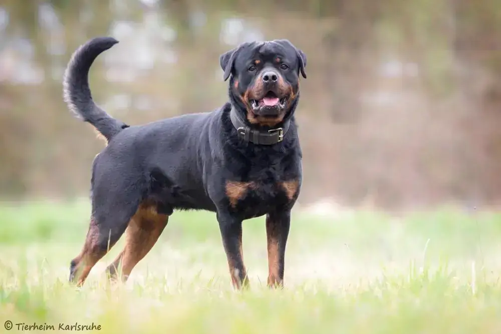 Pasa - Rottweiler - Bild 2