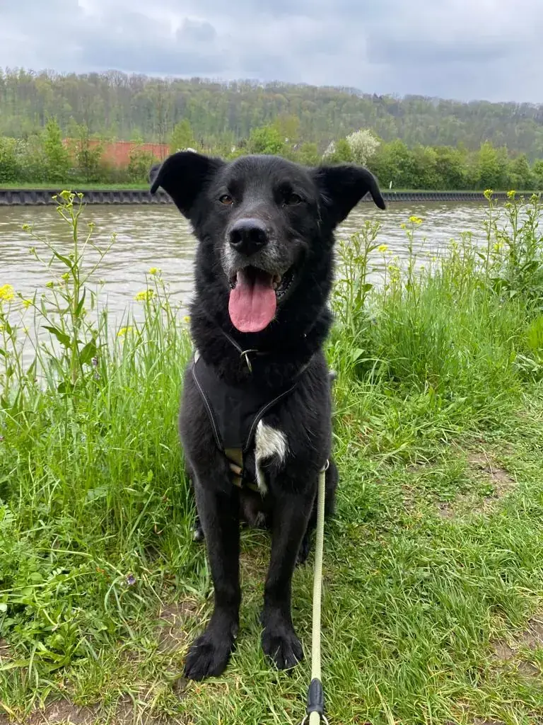 Rex - Deutscher Schäferhund - Bild 8