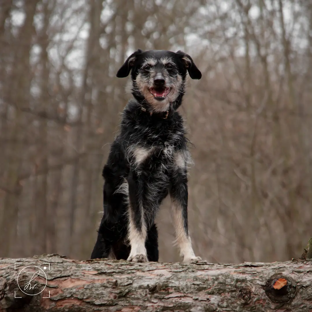 Dyrektor -  - Bild 7