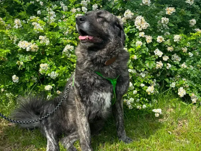 Molly -  - Bild 3