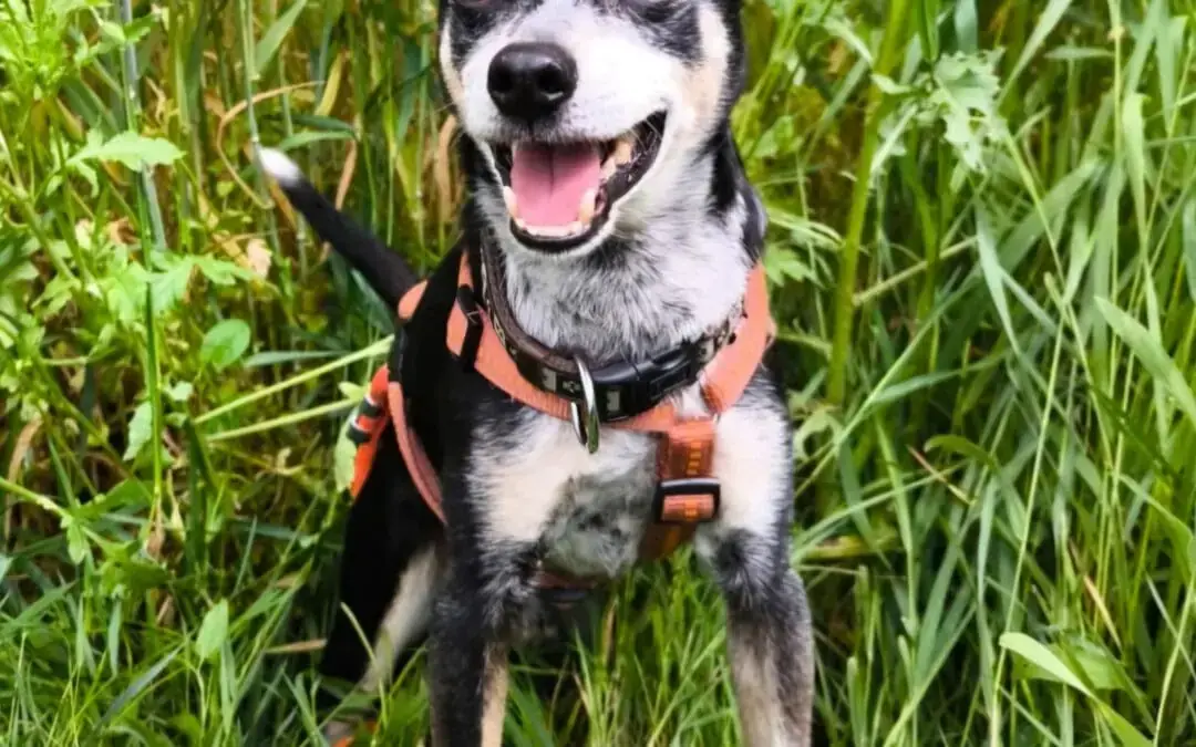 Bubi - Deutscher Pinscher, Beagle - Bild 3