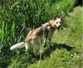 Mix Stella