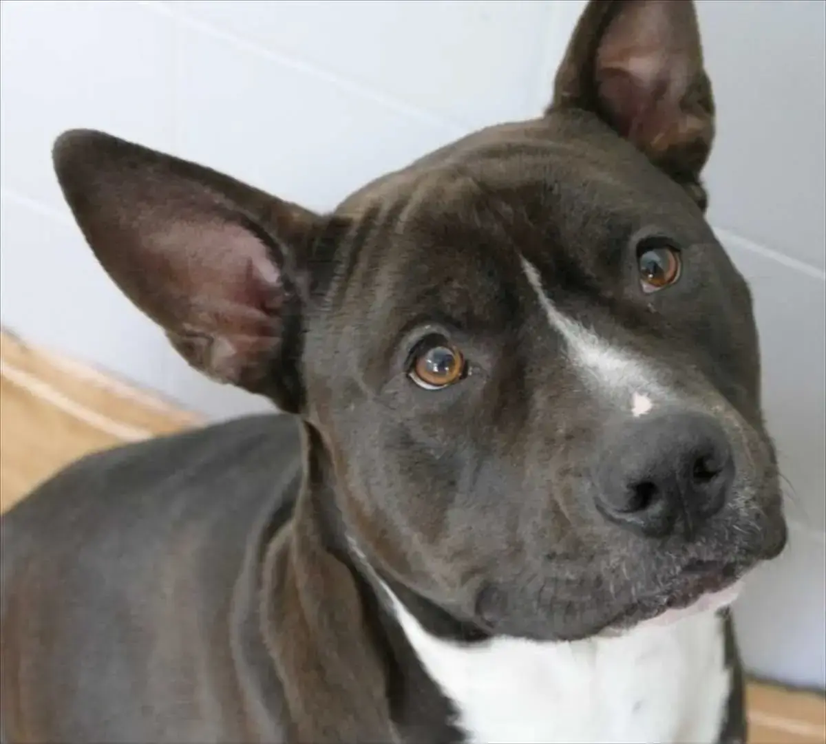 Rio - American Staffordshire Terrier - Bild 1