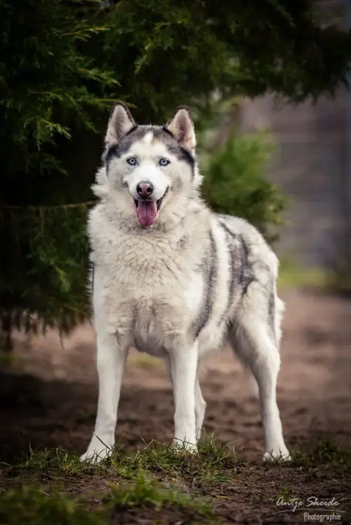 Maja - Siberian Husky - Bild 5