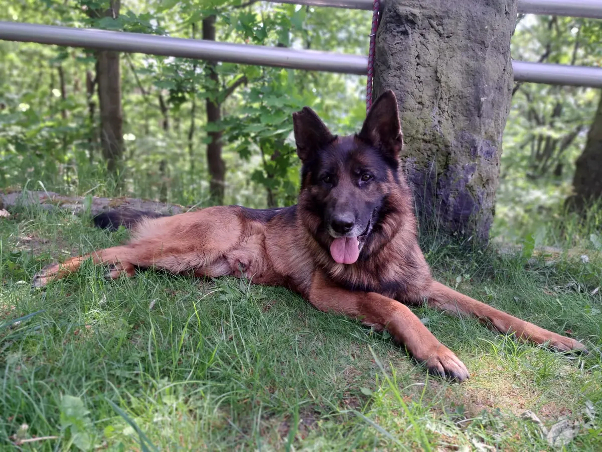Kayo - Deutscher Schäferhund - Bild 1