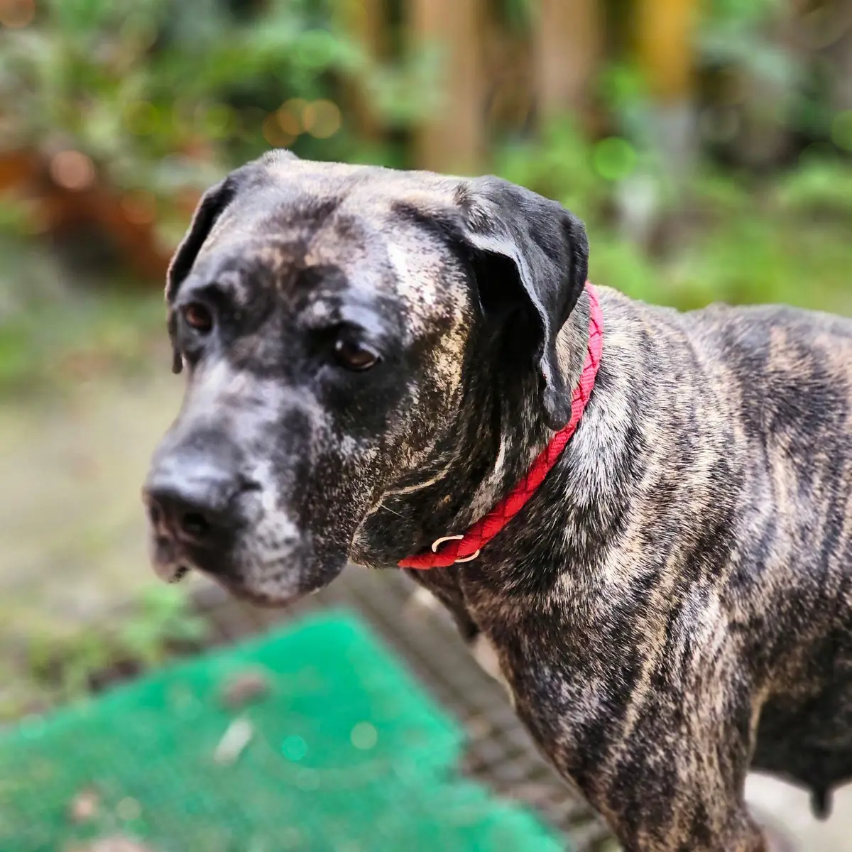 Olivia - Dogo Canario - Bild 7