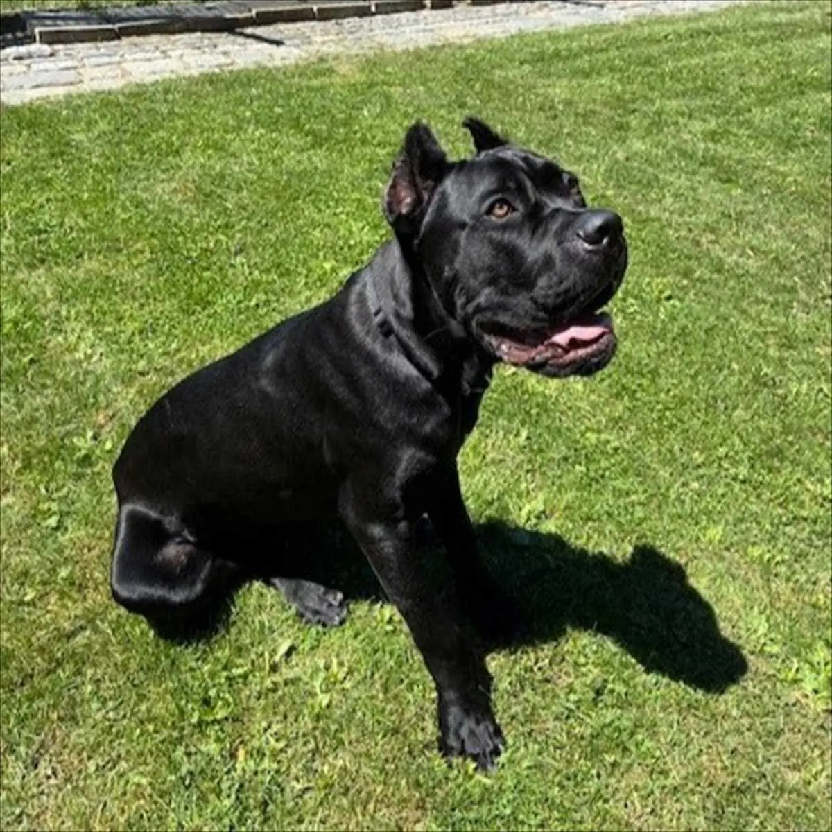 Merlin - Cane Corso Italiano - Bild 1