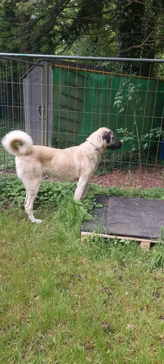 Matilda - Kangal-Hirtenhund - Bild 4