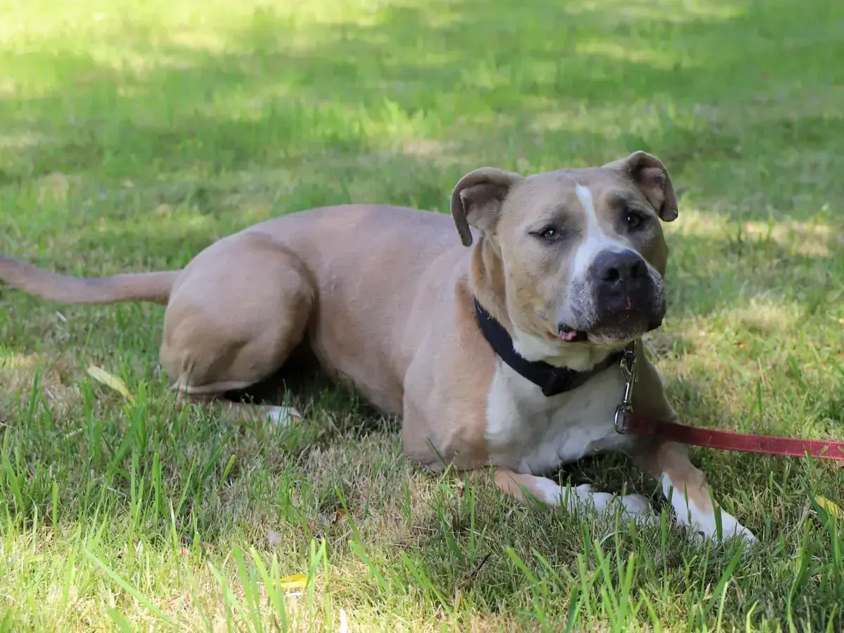 Tequila - American Staffordshire Terrier - Bild 2