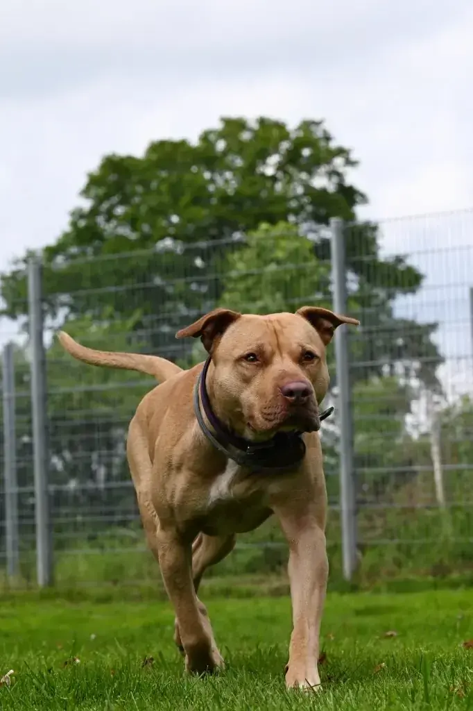 Ace - American Staffordshire Terrier - Bild 12