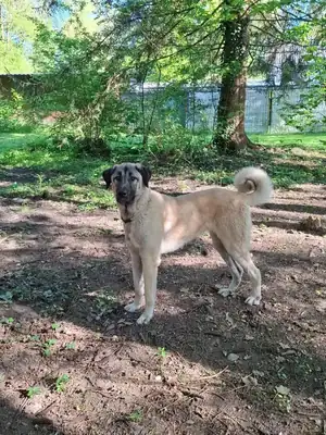 Matilda – Kangal-Hirtenhund – Bild 8