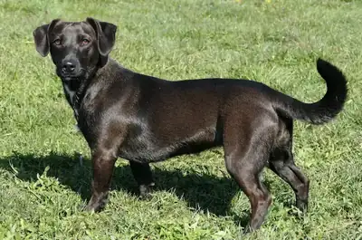 Casey – Dackel – Bild 3