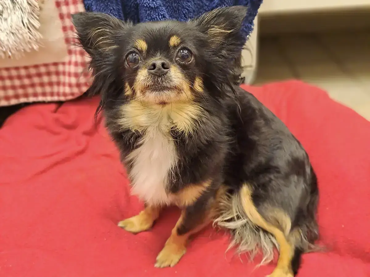 Chihuahua Cleo