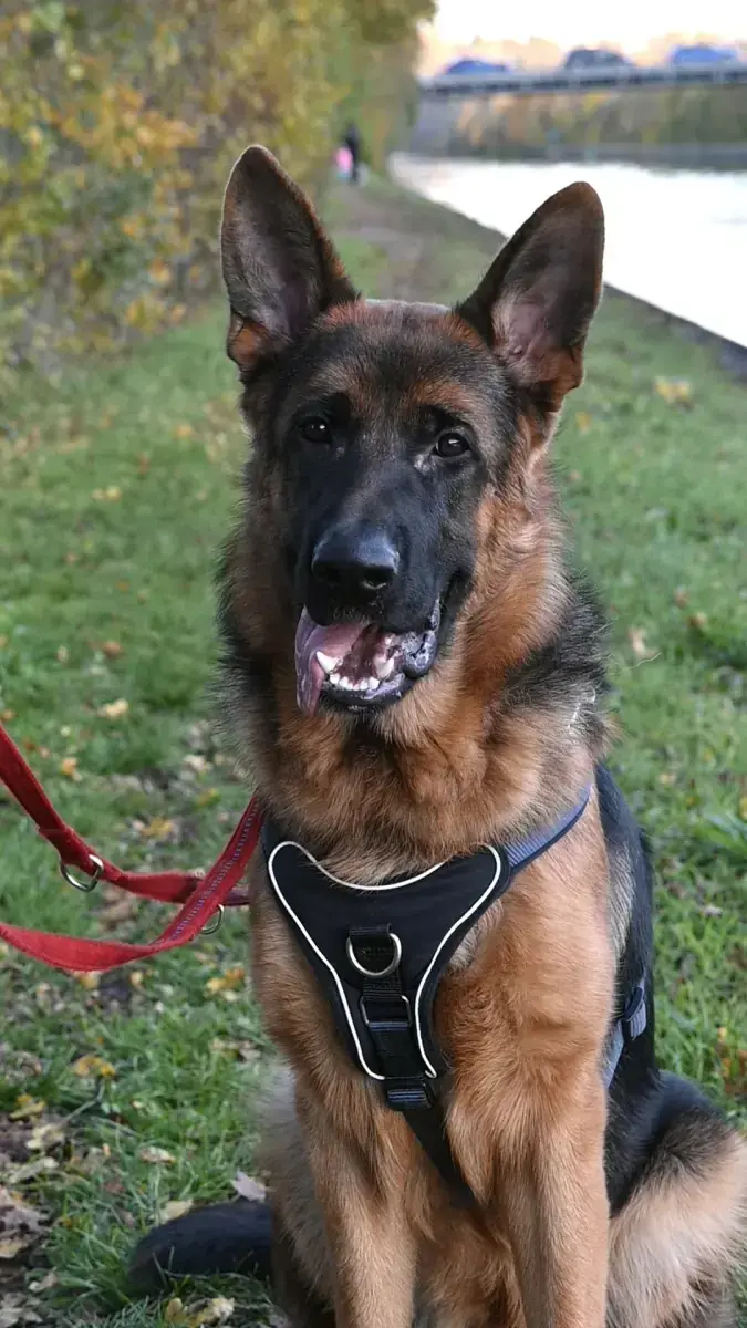 Evoli - Deutscher Schäferhund - Bild 16