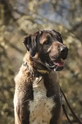 Ates – Kangal-Hirtenhund – Bild 2