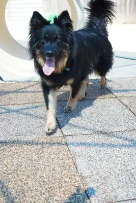 Kiki – Hund – Bild 12