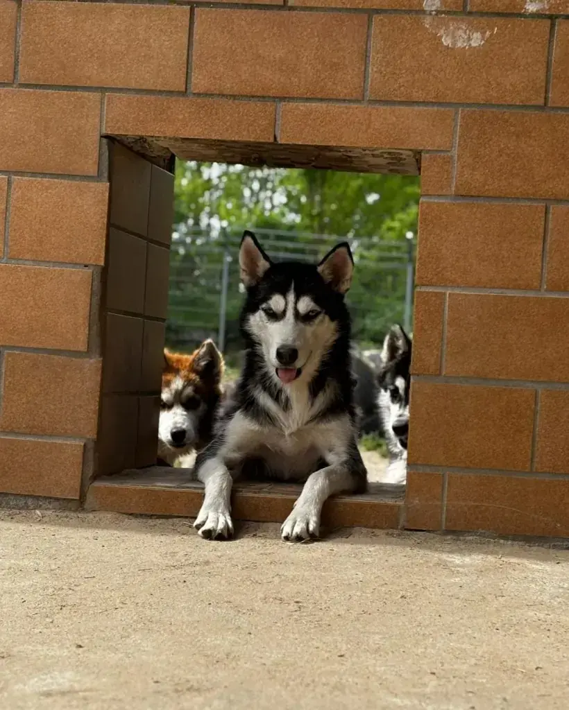 Mago - Siberian Husky - Bild 2