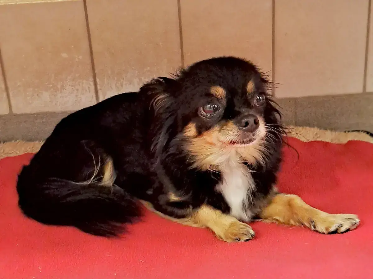 Cleo - Chihuahua - Bild 3