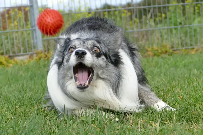 Moritz - Border Collie - Bild 3