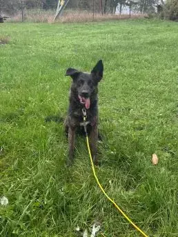Laila -  - Bild 1