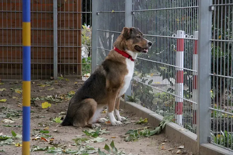 Amy - Deutscher Schäferhund - Bild 10