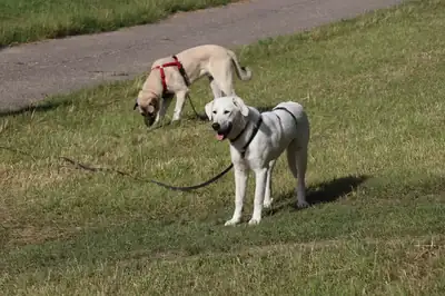 Simon – Hund – Bild 8