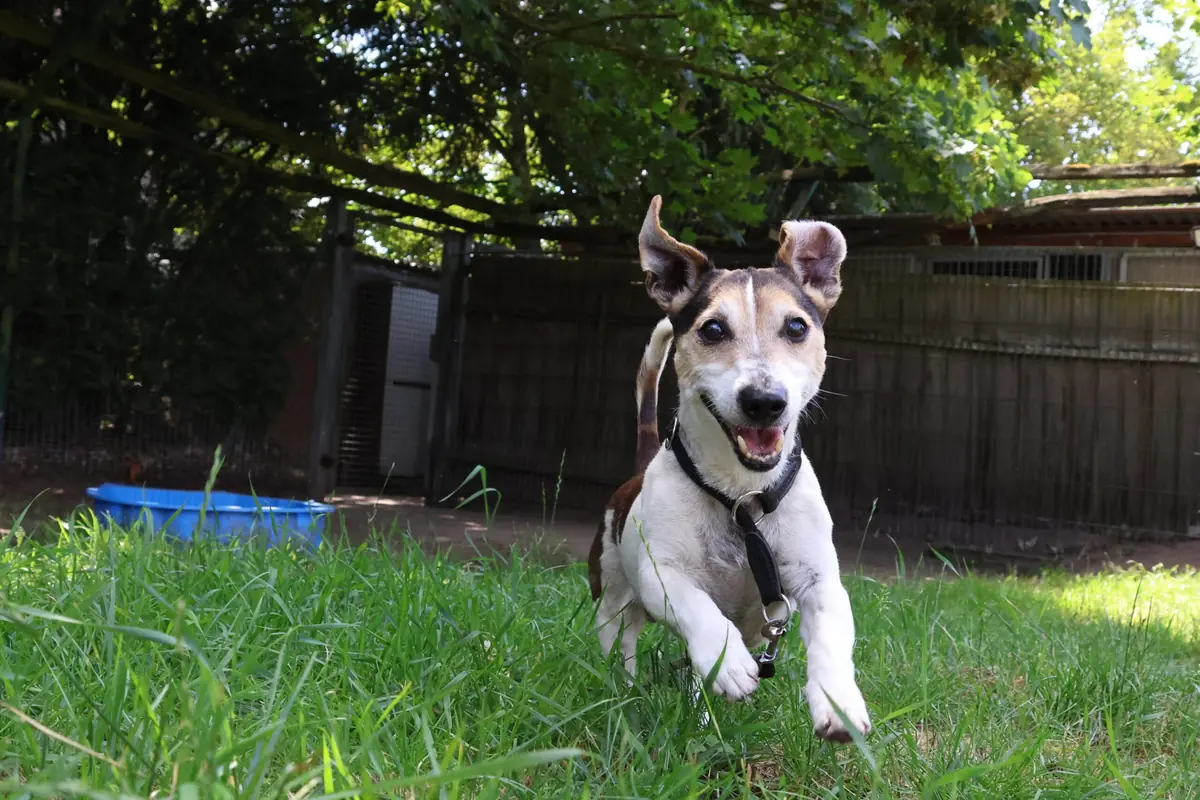Grumpy - Jack Russell Terrier - Bild 5