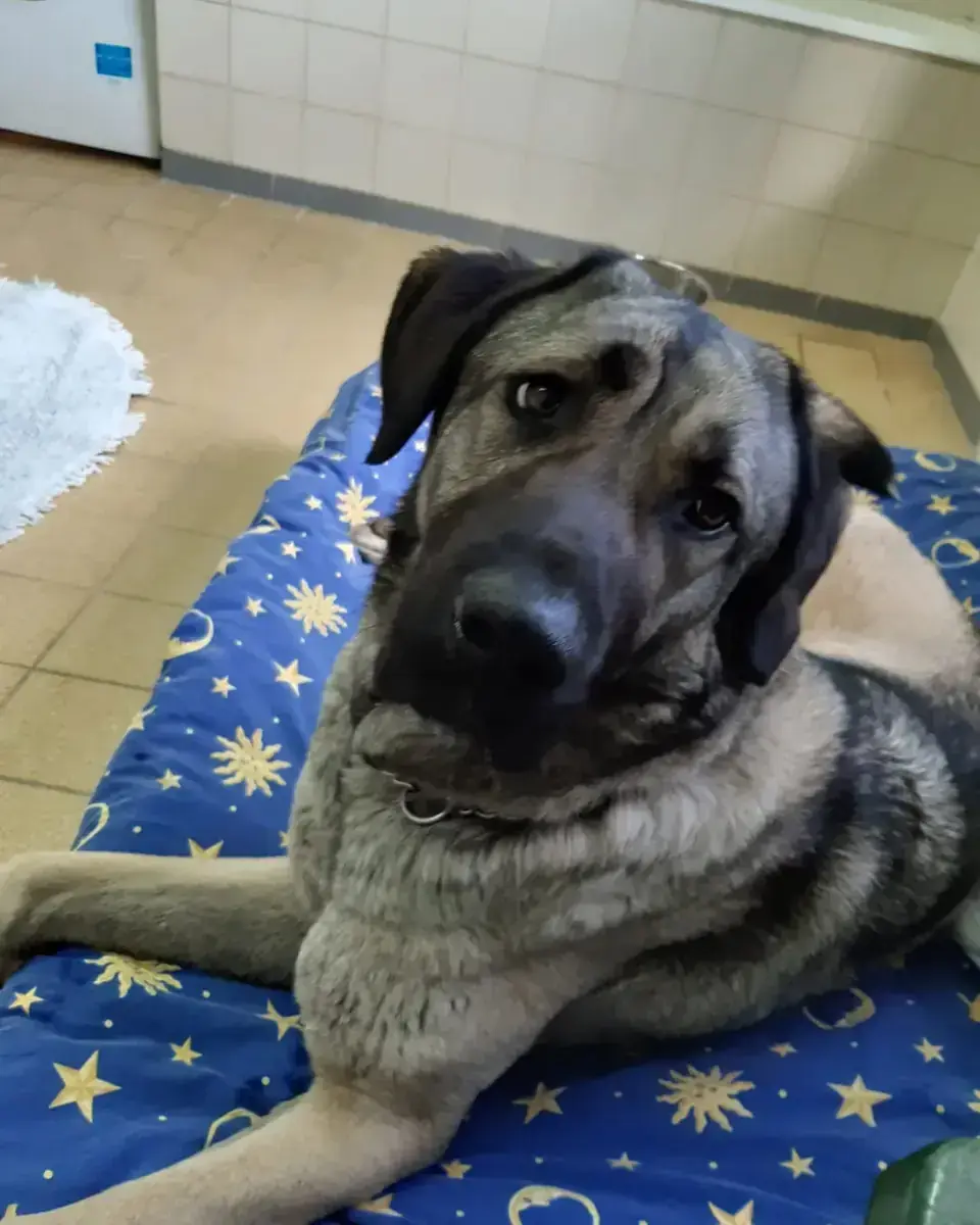 Kangal-Hirtenhund Duman