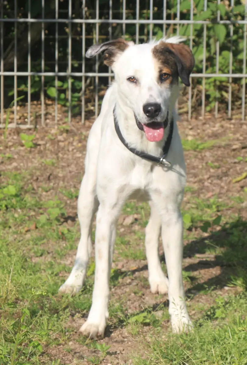 Benny -  - Bild 9