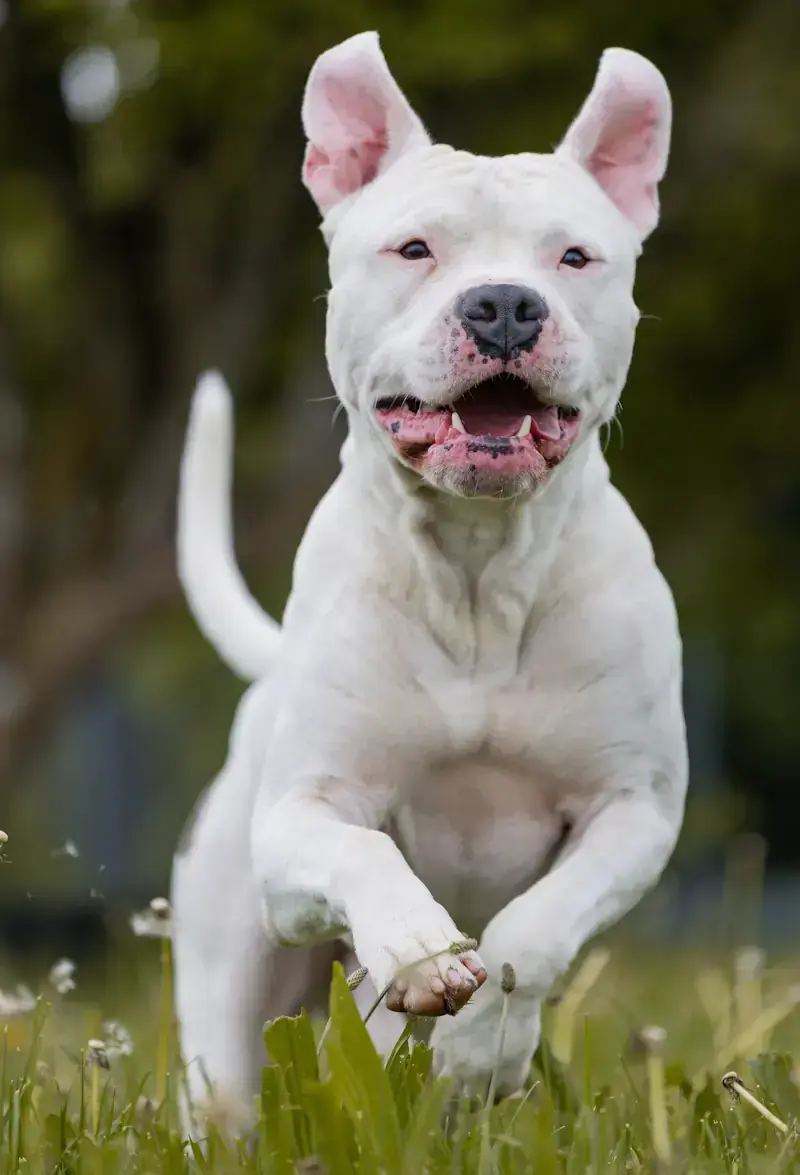 Yuno - American Staffordshire Terrier - Bild 1