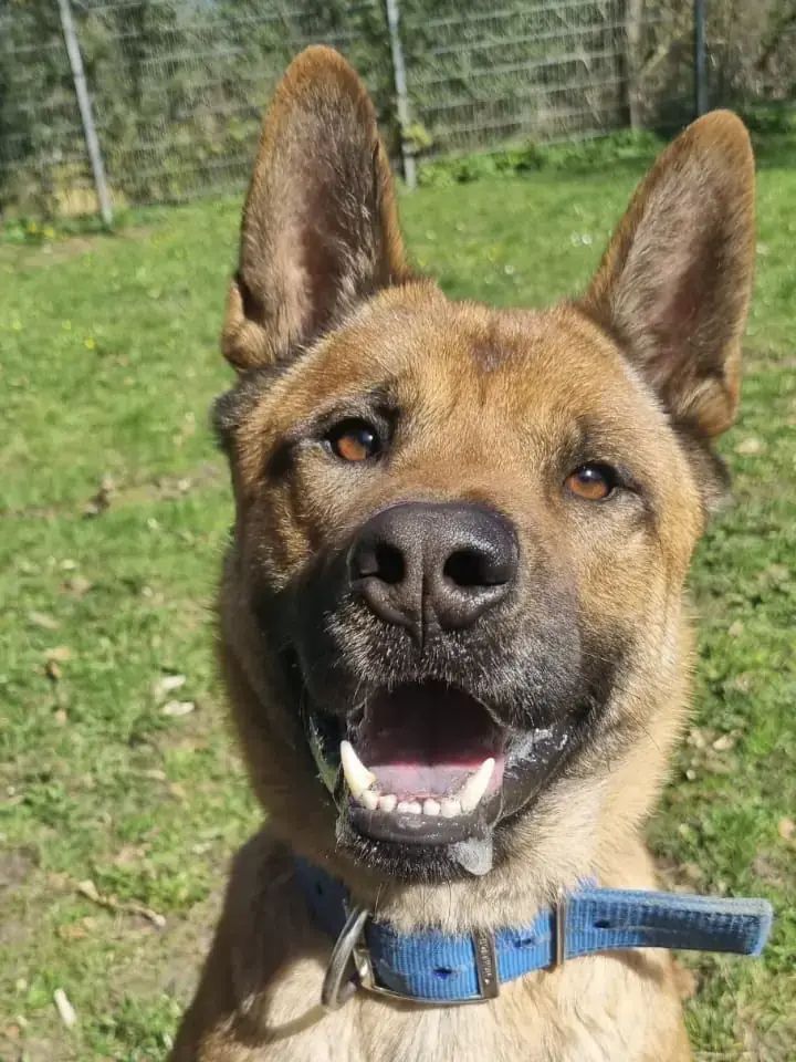 Carlo - Akita - Bild 2