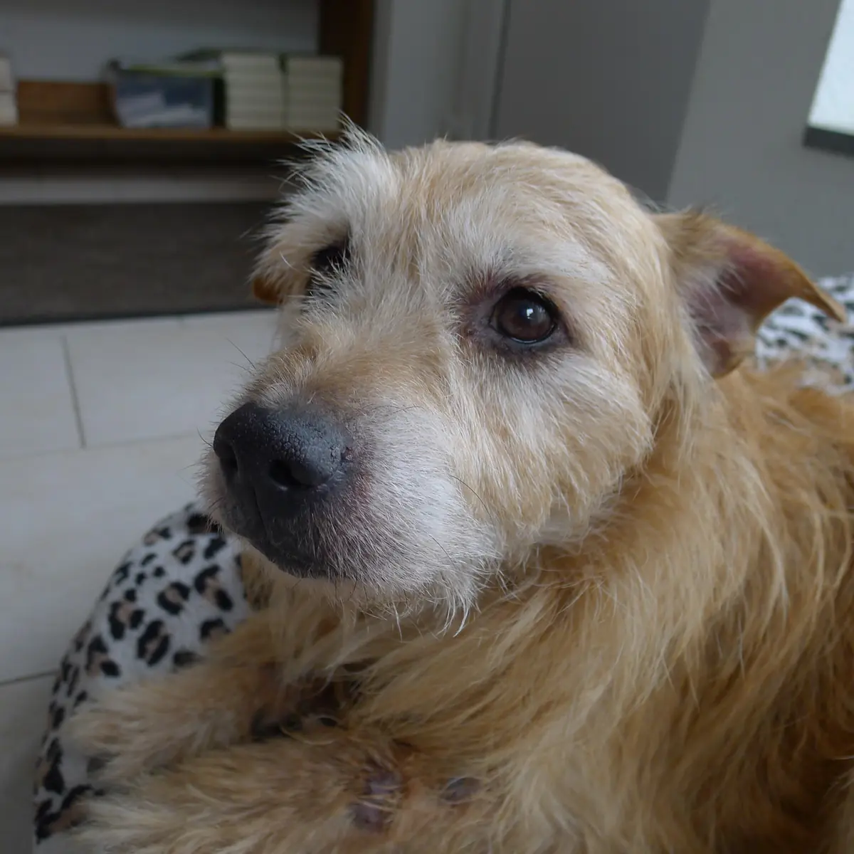Mika -  - Bild 3