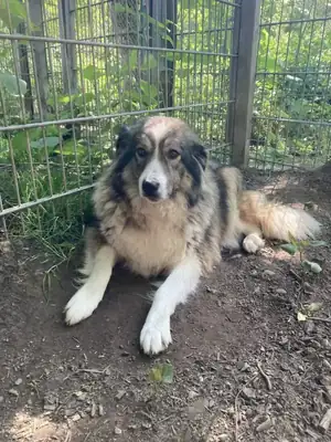 Aori – Hund – Bild 4