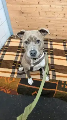 Nora – American Staffordshire Terrier – Bild 2