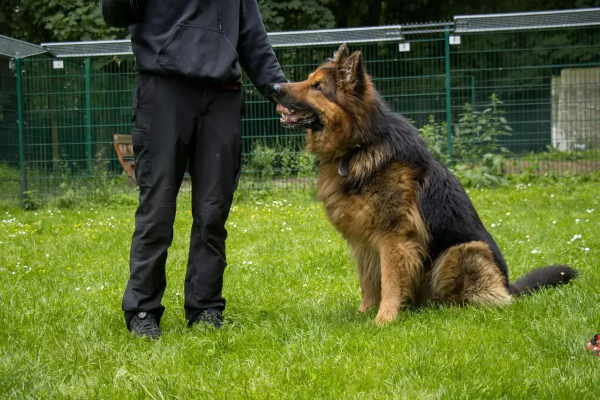 Prinz - Deutscher Schäferhund - Bild 3