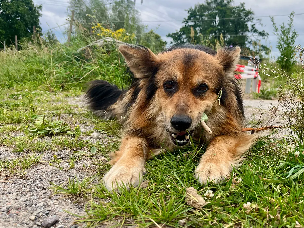 Loui -  - Bild 40