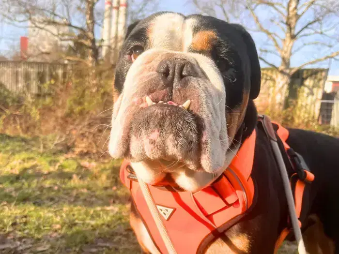 King Milow – Hund – Bild 2