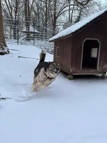 Nala -  - Bild 4