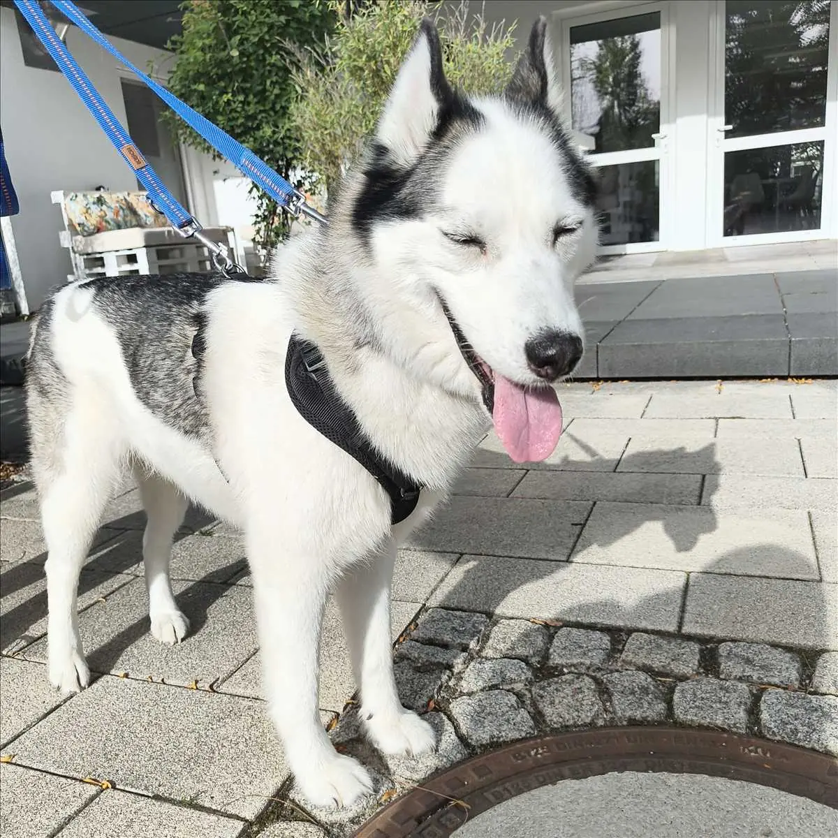 Malú - Siberian Husky - Bild 1