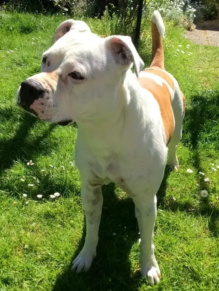 Püppi - American Staffordshire Terrier - Bild 3