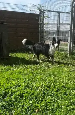 Mogli – Australian Shepherd – Bild 10