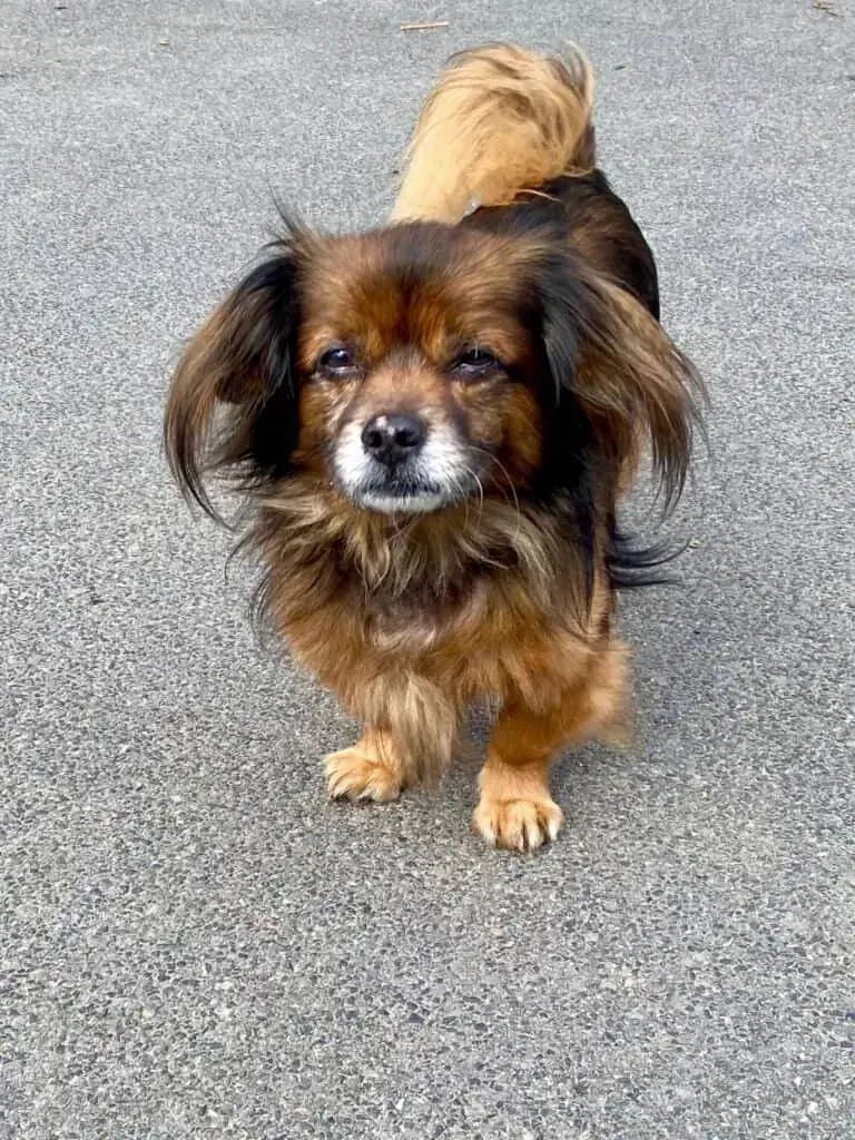 Paco -  - Bild 1