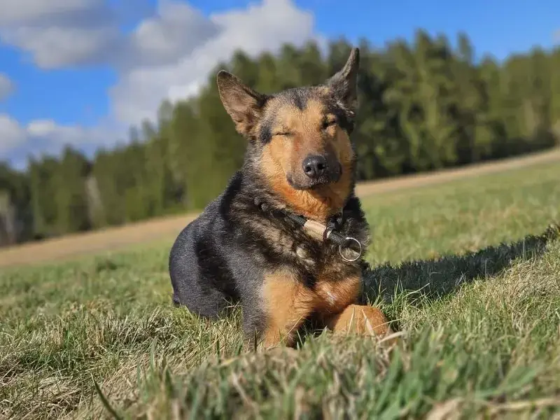 Lando -  - Bild 6