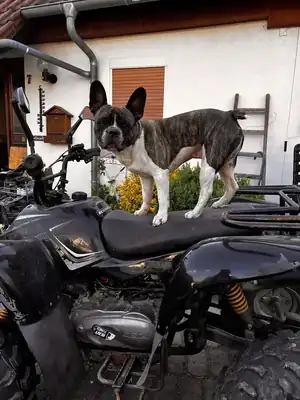 Hope – Französische Bulldogge, Chihuahua – Bild 5