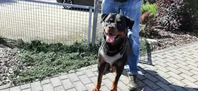 Amigo – Rottweiler – Bild 2