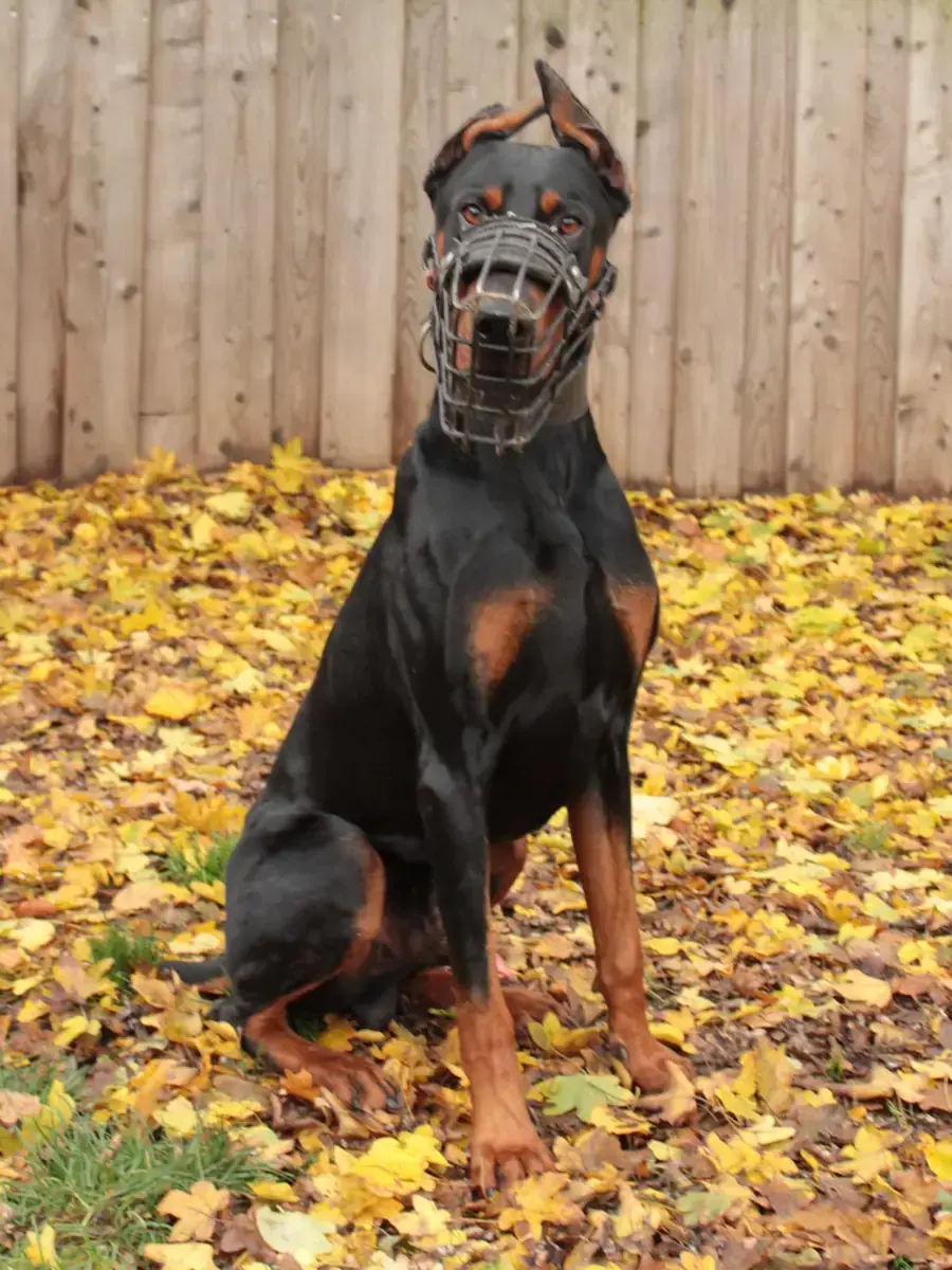 Xavier - Dobermann - Bild 5
