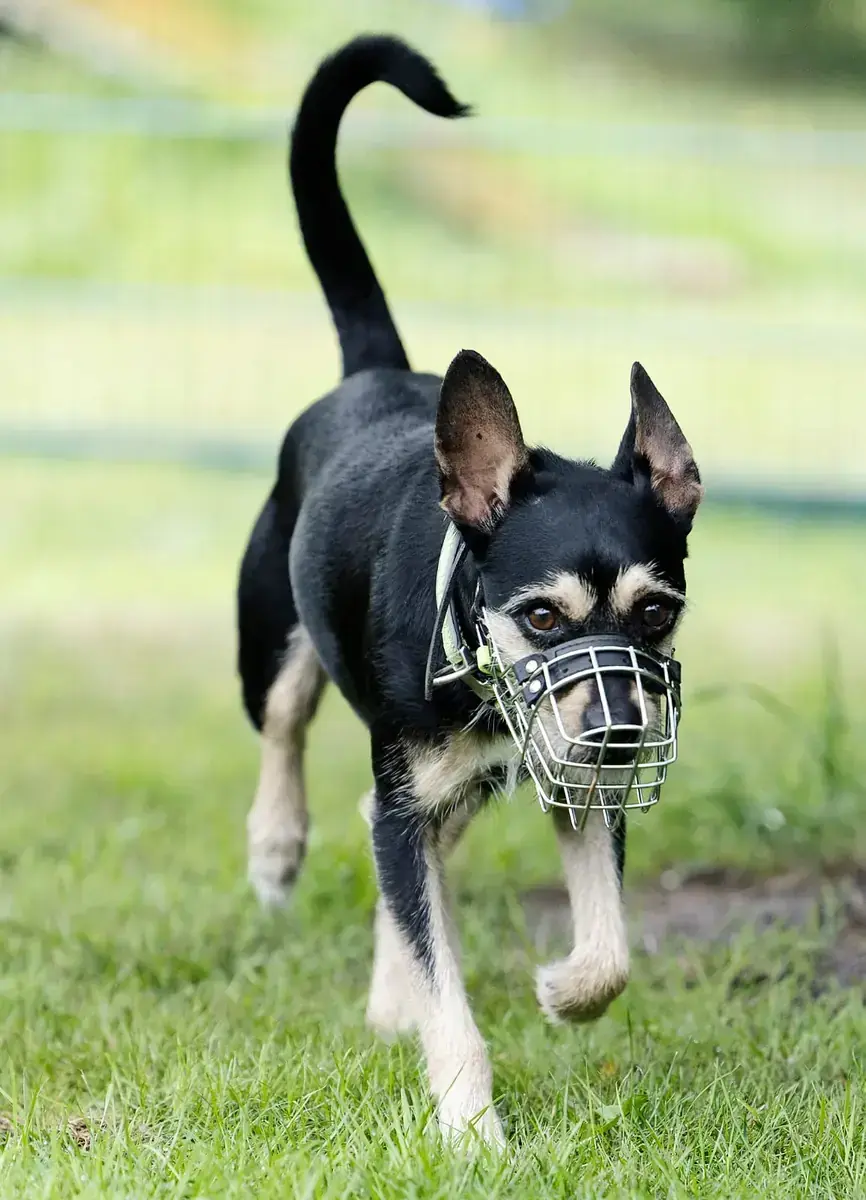 Patu - Riesenschnauzer, Afghanischer Windhund - Bild 3